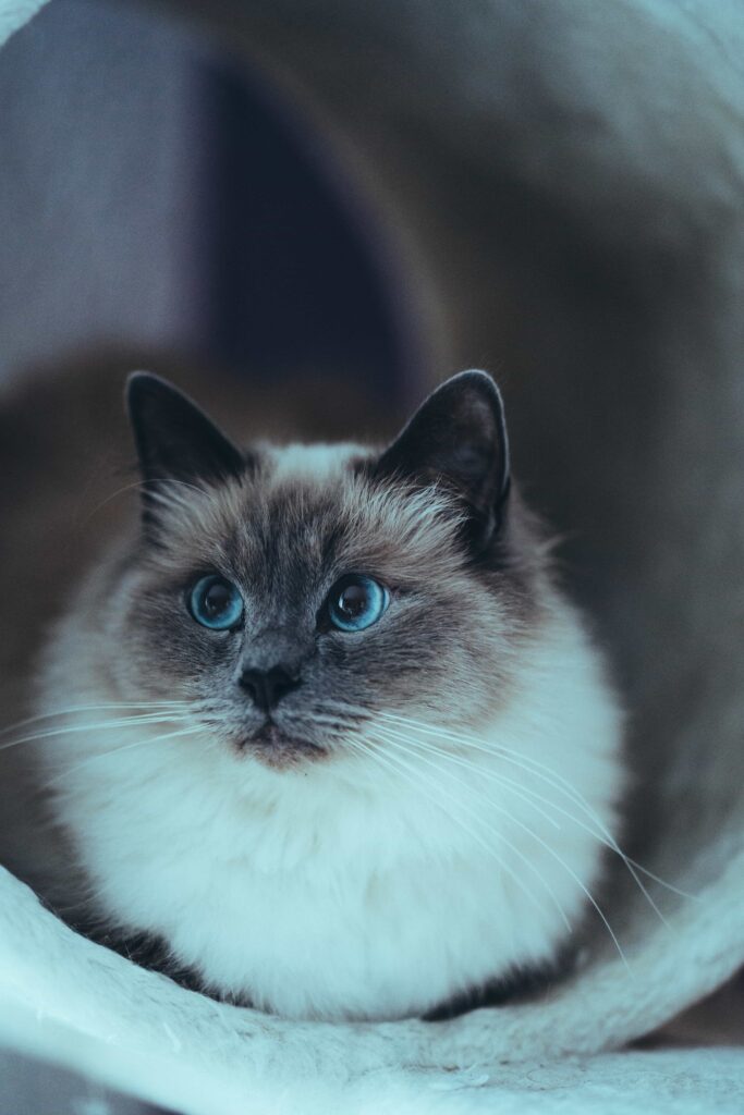 Health and problems of Himalayan cat: Catplanning.com