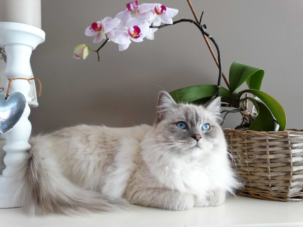 Caring, grooming, and exercise tips fo Himalayan cat: Catplanning.com