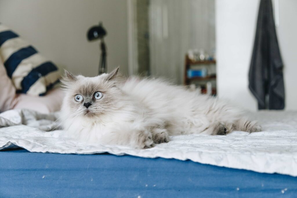 Appearance of Himalayan cat:Catplanning.com