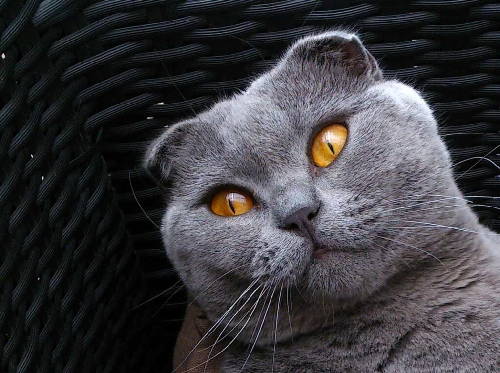 Socttish fold cat starring from dark background