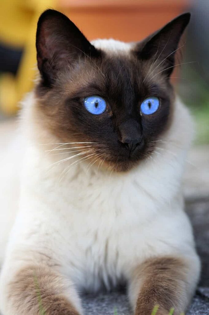  Origin of the Siamese breed, catplanning.com