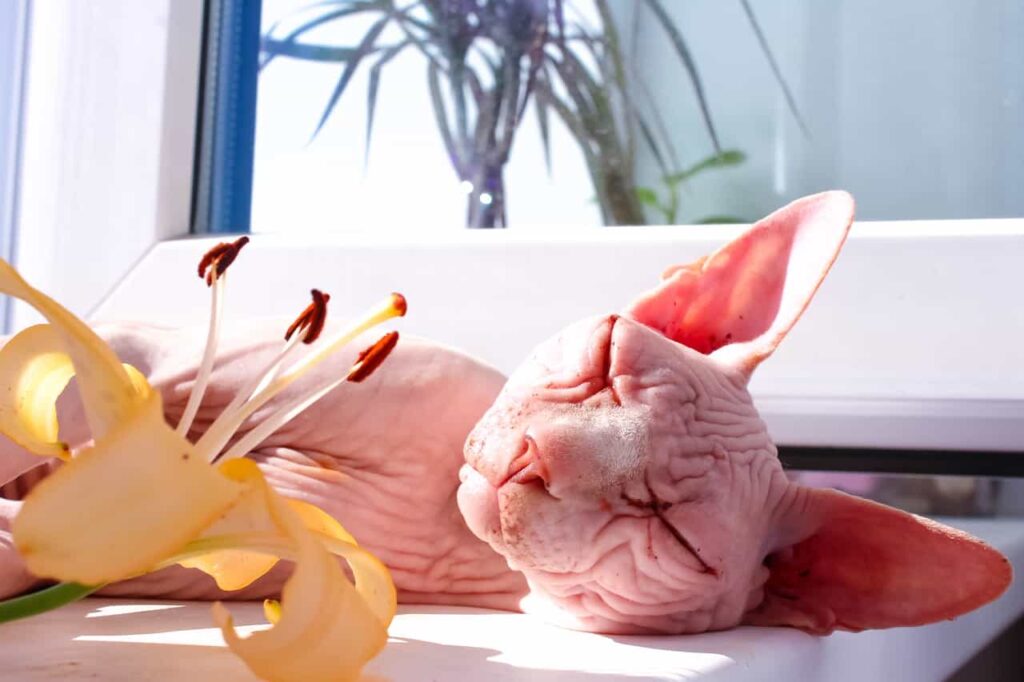 Breed information and characteristics of sphynx cat