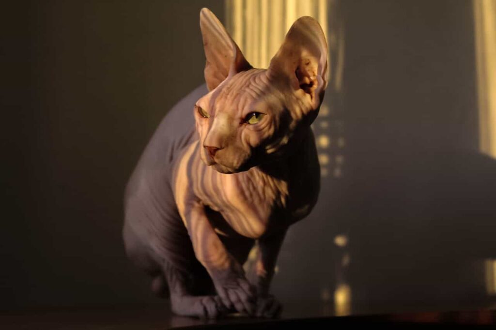 Breed specialty of sphynx cat. sunlight, sphynx cat