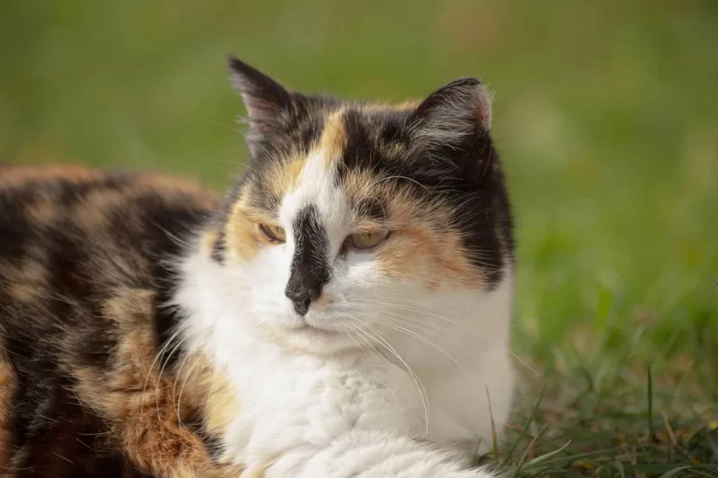 Calico Cat Breed information and characteristics |Catplanning.com