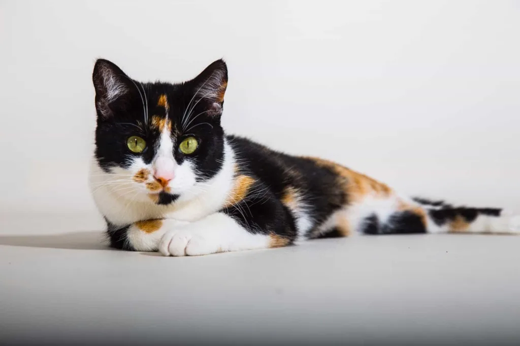 Calico Cats|catplanning.com