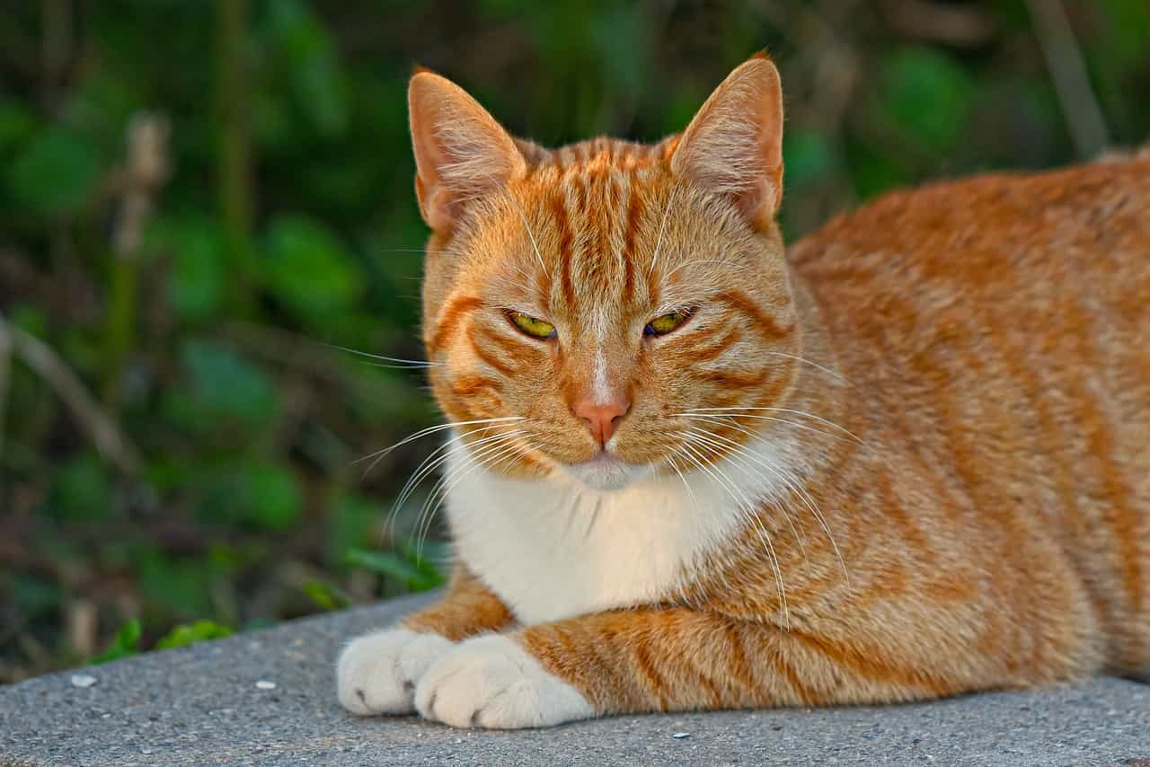 Are Ginger cats only male|Catplanning.com