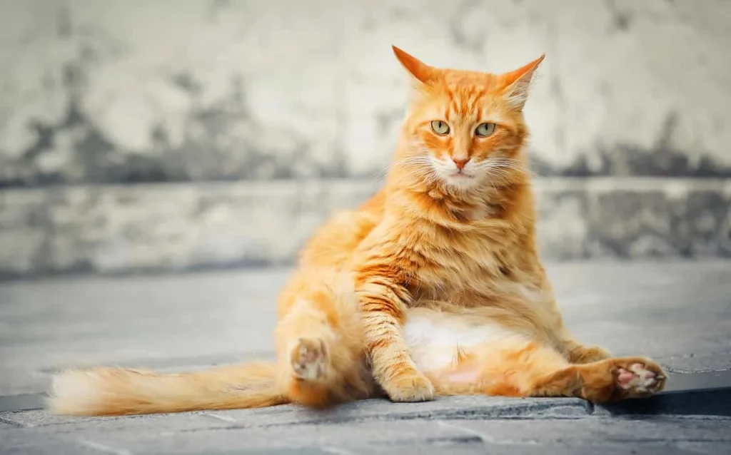 The Reason For The Color Of Ginger Cats|catplanning.com