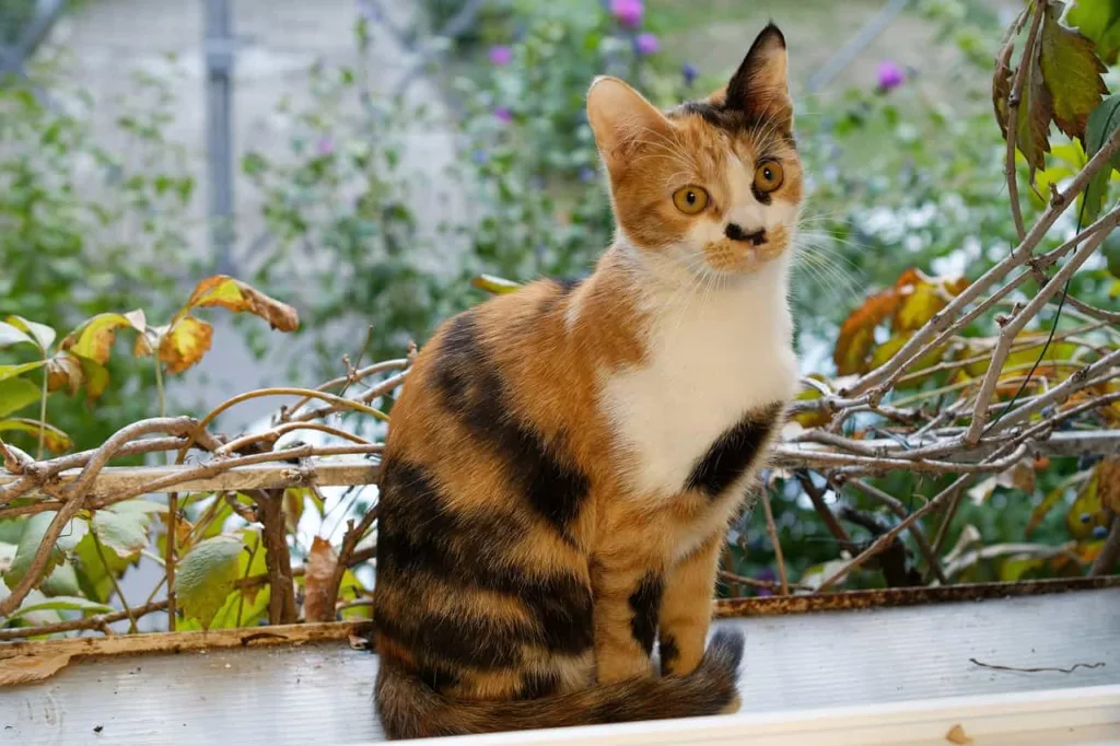 Food and Nutritional tips for Calico cats. 