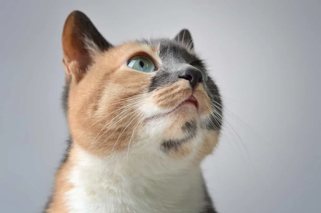 Origin of Calico Cat |Catplanning.com