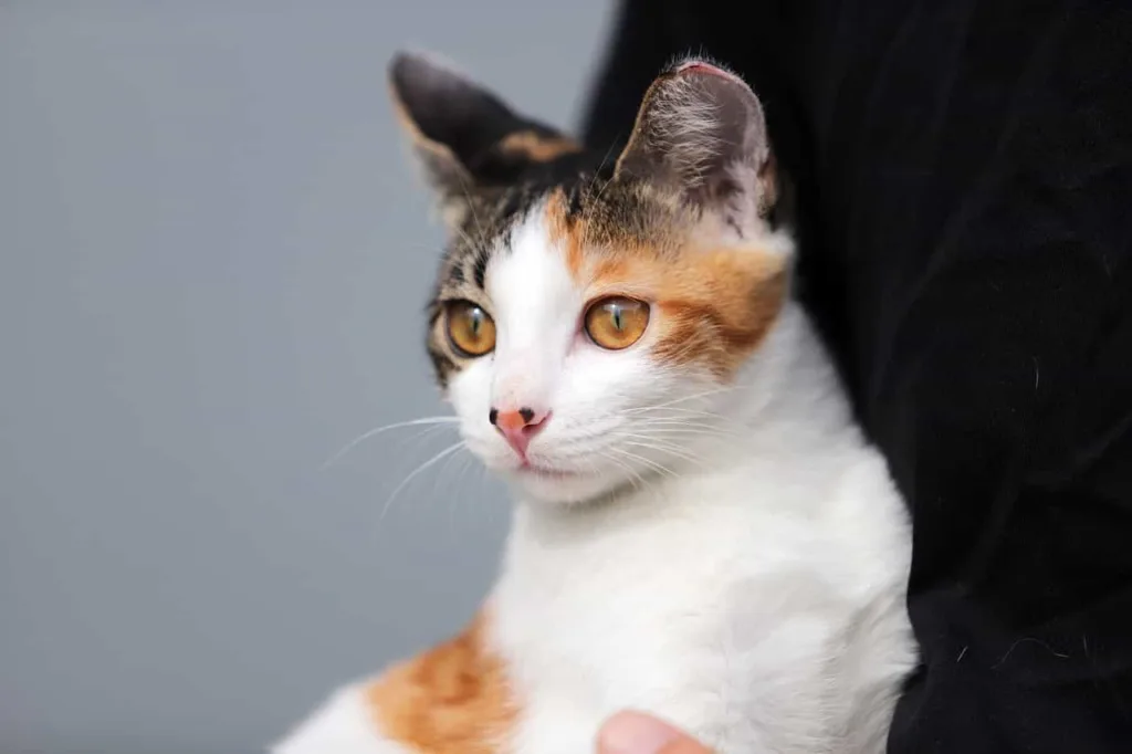 Temperament and nature of Calico cat|Catplanning.com