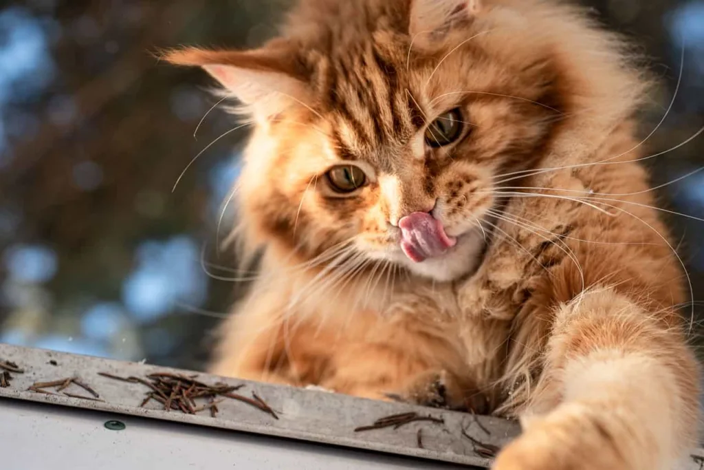 Coat Patterns of Ginger cats