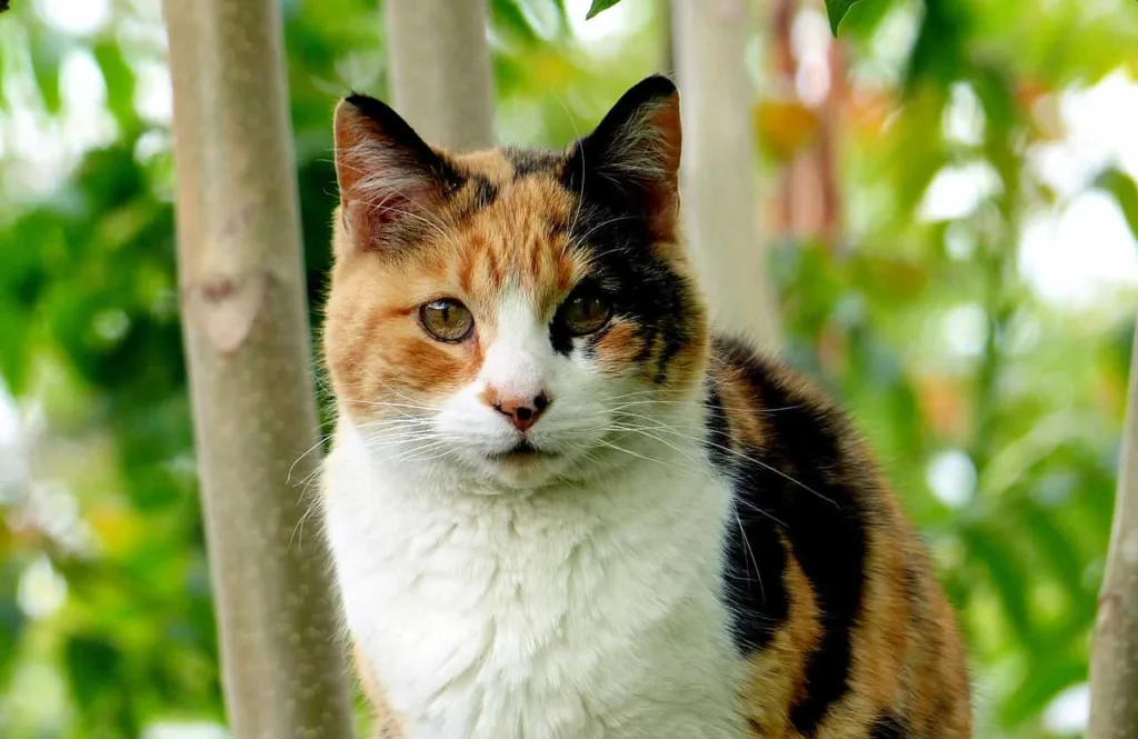 The appearance of calico cats|catplanning.com