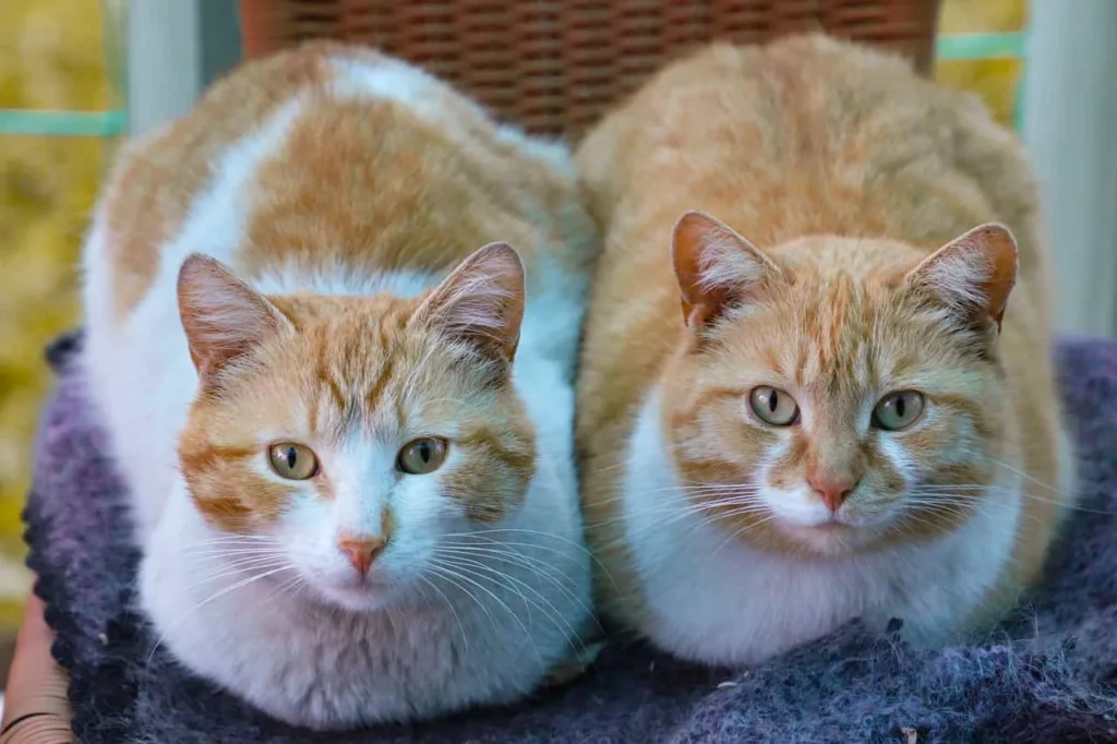 Possible outcomes of Mating Ginger cat|Catplanning.com