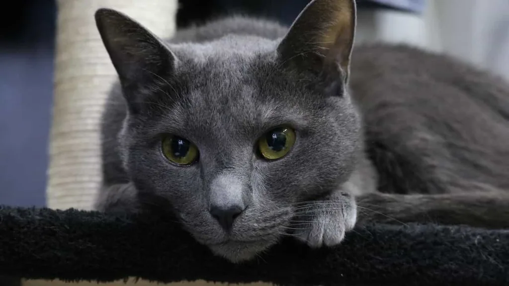 Breed Overview of Russian Blue