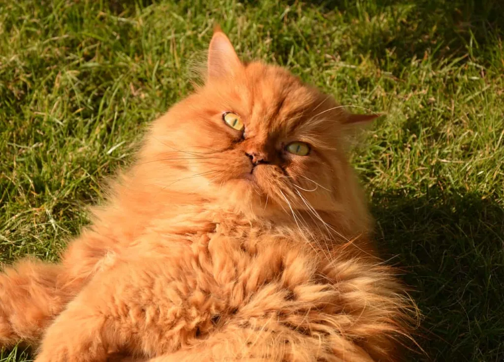 food Habit of Persian Cat |Catplanning.com