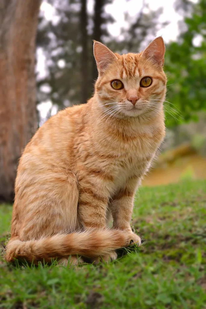 Origin of Ginger cats|Catplanning.com