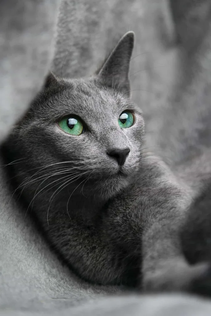Nutritional Tips for Russian Blue