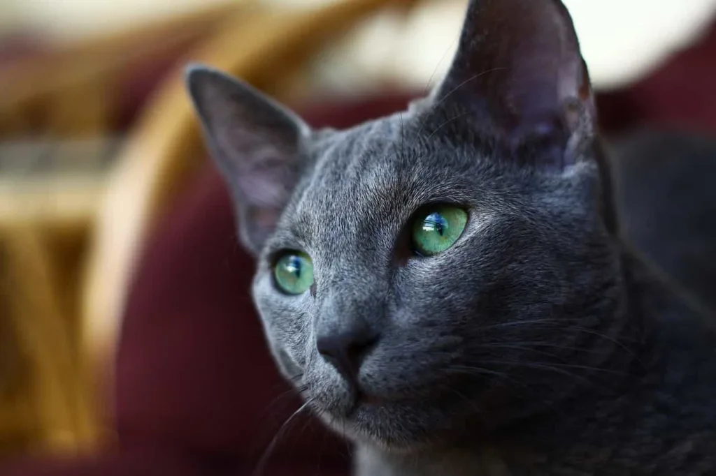 Health tips of Russian Blue