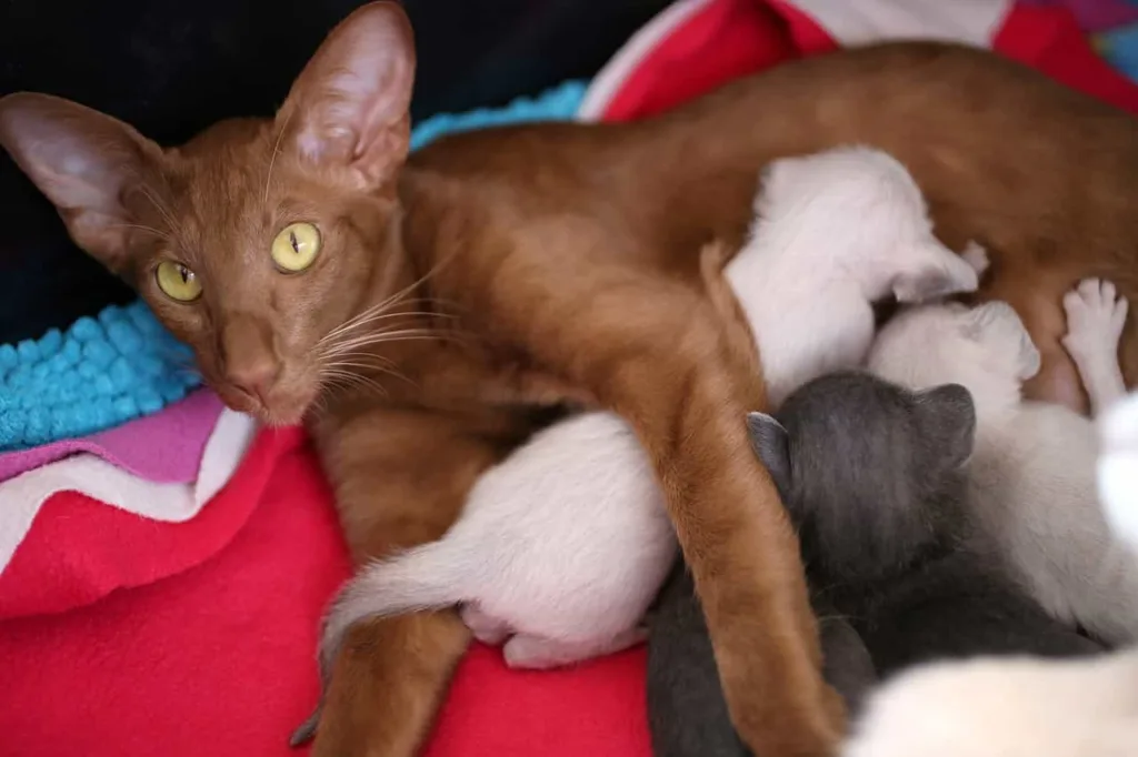 Origin of the Oriental Shorthair|Catplanning.com