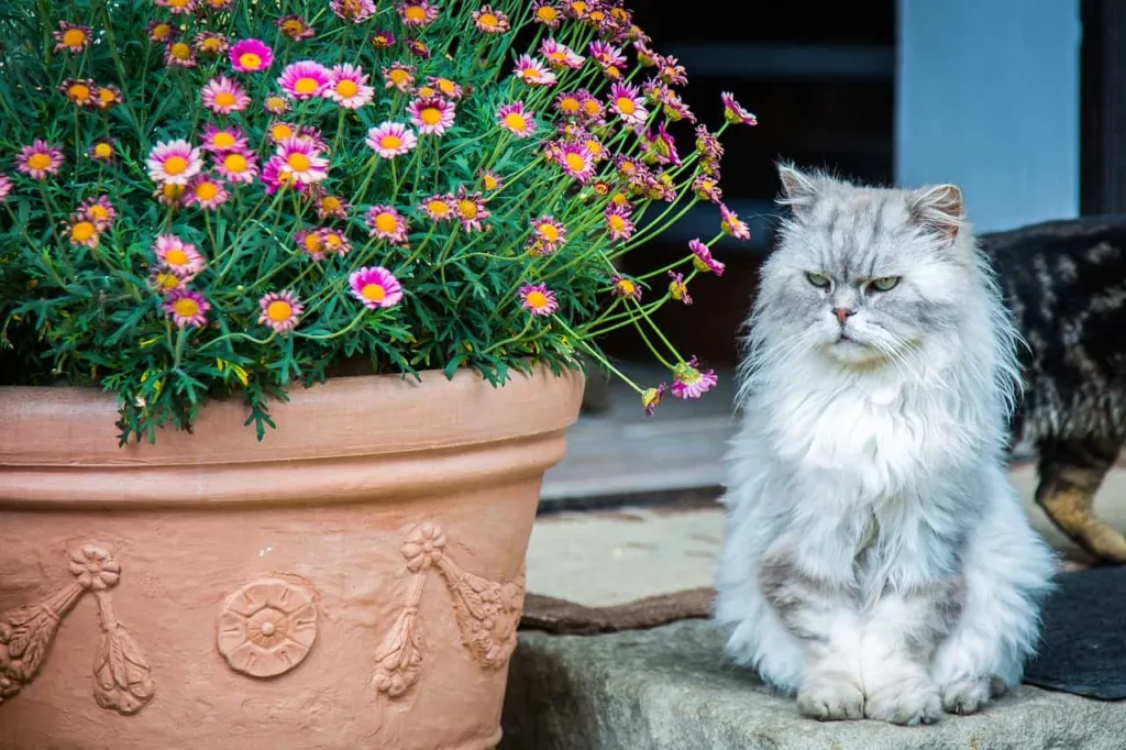 Origin of the Persian Breed Cat |Catplanning.com