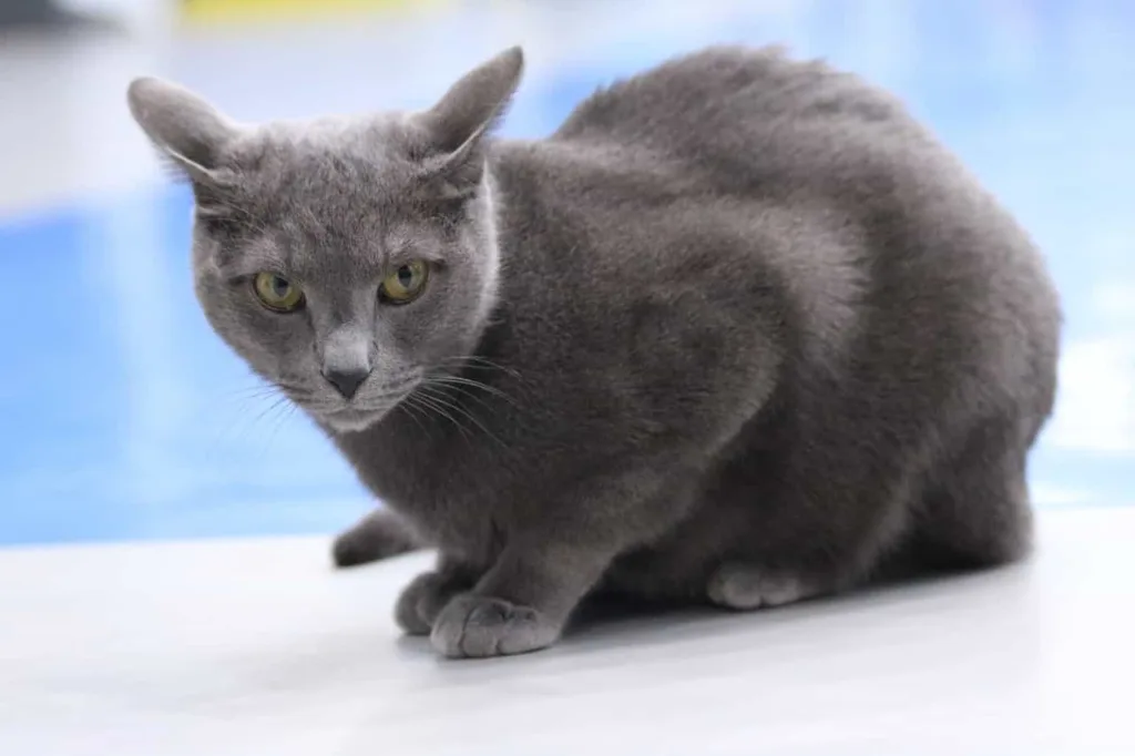 Grooming tips of Russian Blue