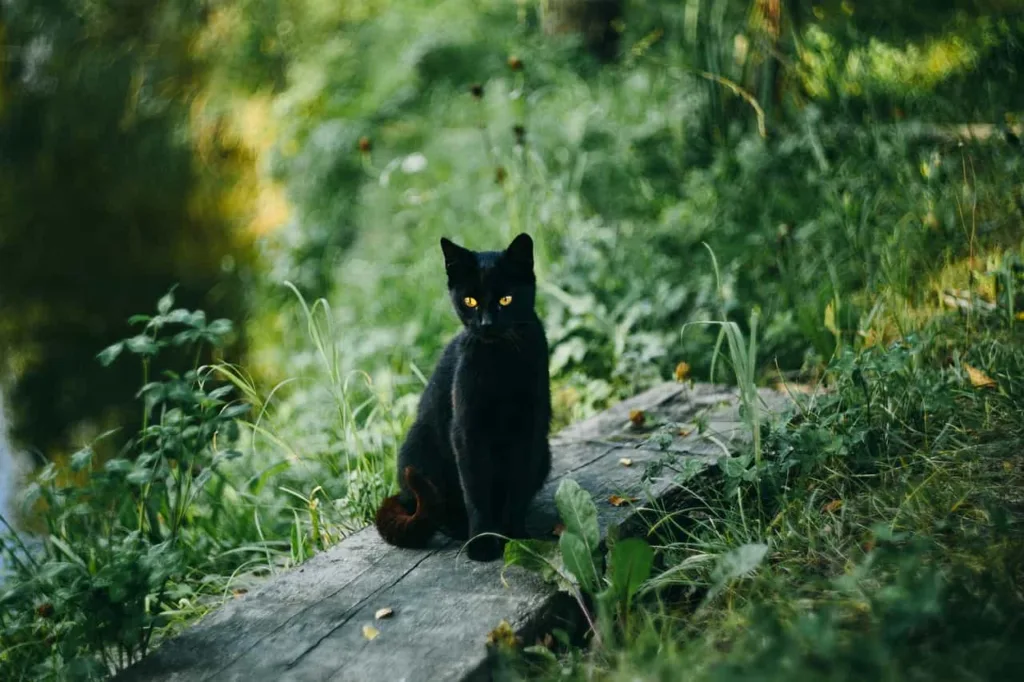 Misconception of Black Cat| Catplanning.com