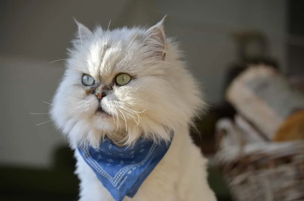 Persian cat looking outside |catplanning.com