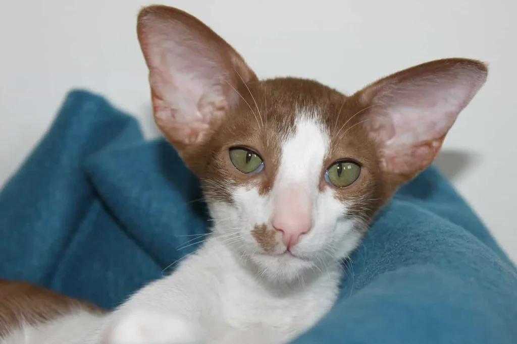 Overview Of The Oriental Shorthair Breed|Catplanning.com