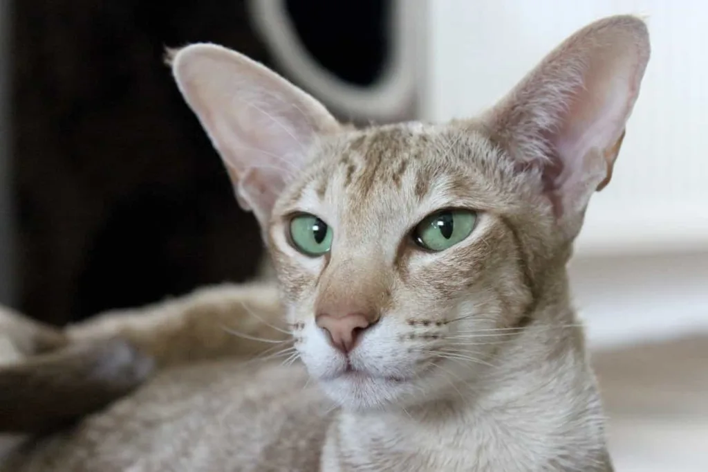 Food and nutrition tips for Oriental Shorthairs|Catplanning.com