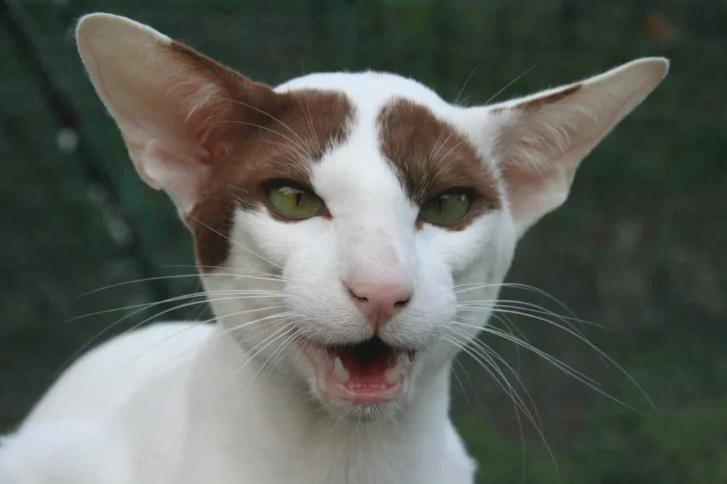 Health and problems of the Oriental Shorthair breed| Catplanning.com