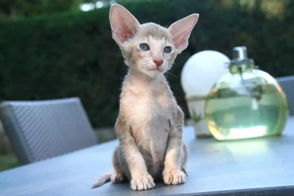 Caring, grooming, and exercise of Oriental Shorthair|Catplanning.com