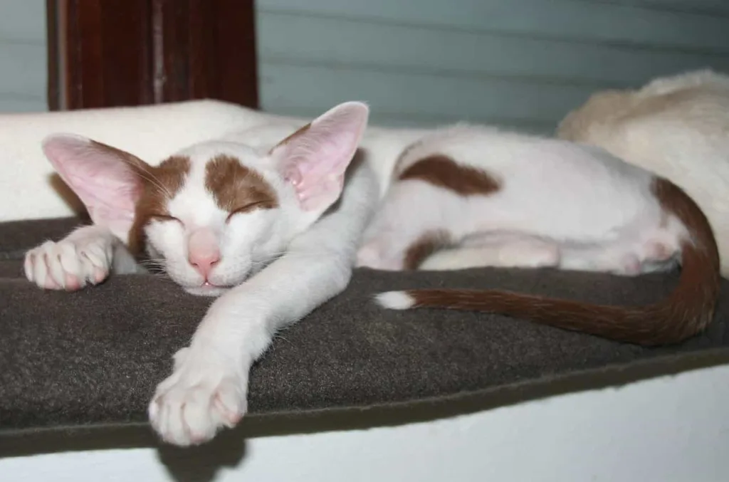 Appearance Of Oriental Shorthair|Catplanning.com