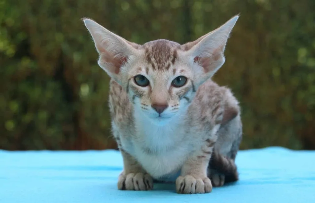 Oriental Shorthair cat|Catplanning.com