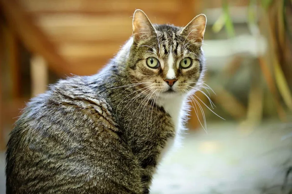 Food and nutrition that a European Shorthair needs|Catplanning.com