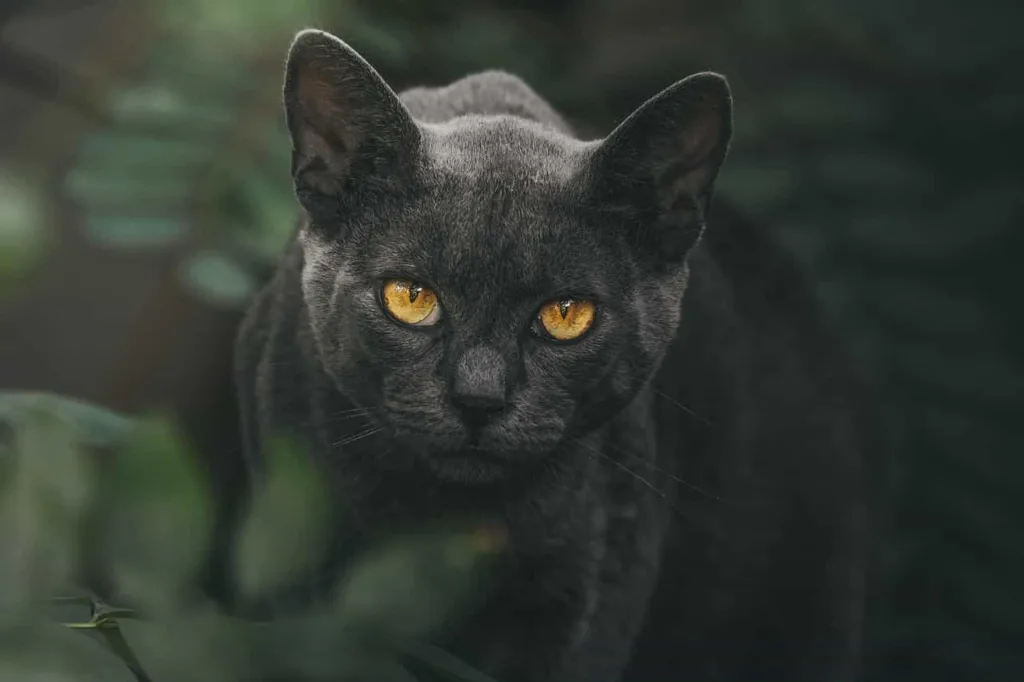 Personality of Black cat |Catplanning.com