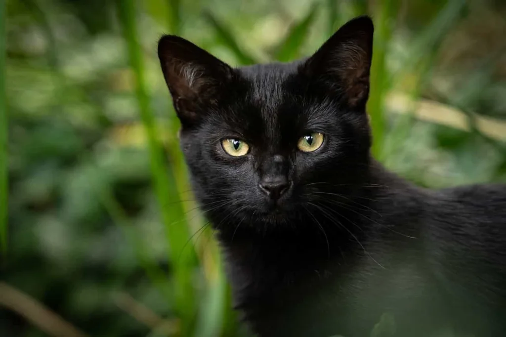 Beautiful Black Cat|Catplanning.com