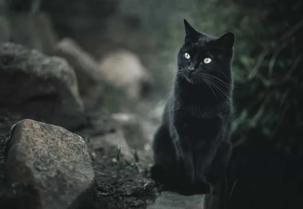 Historical Background of Black cat | Catplanning.com