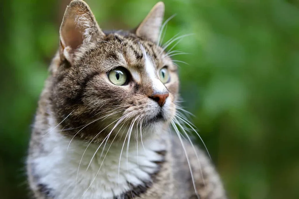 Caring, grooming, and training for European Shorthair|catplanning.com