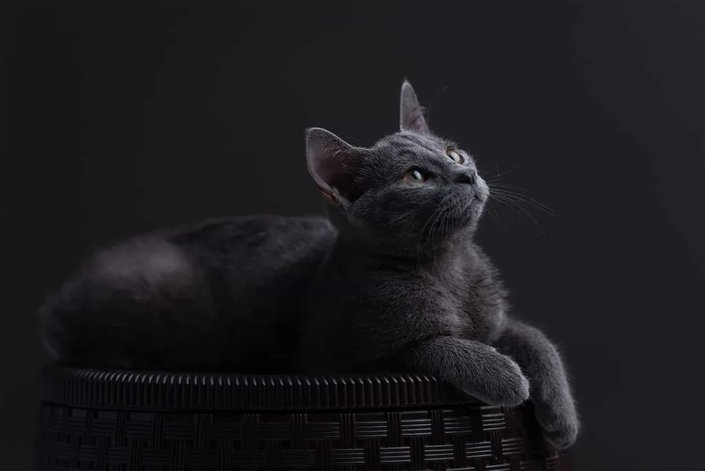 Nature of Russian Blue |Catplanning.com