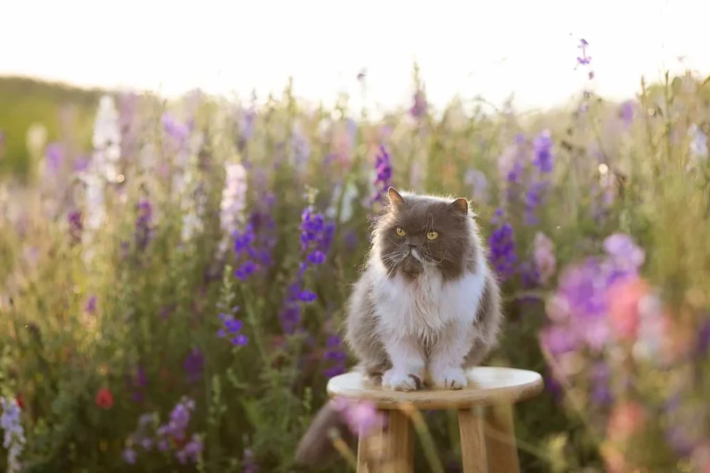 Nature of Persian Cat | Catplanning.com