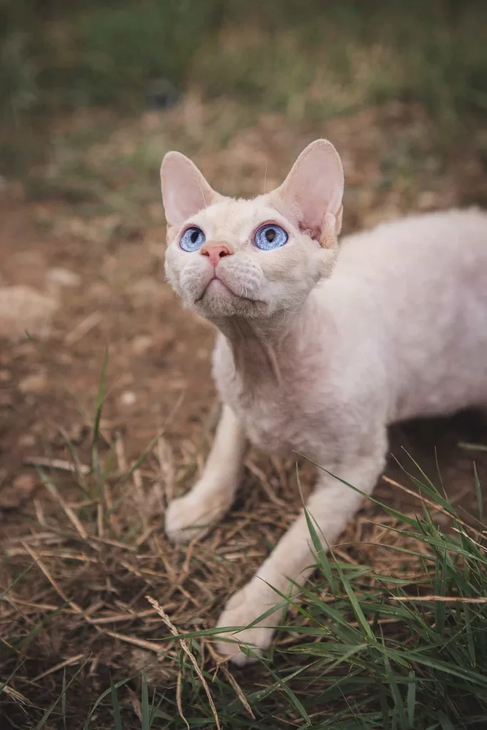 Food and nutrition tips for Devon Rex breed|catplanning.com