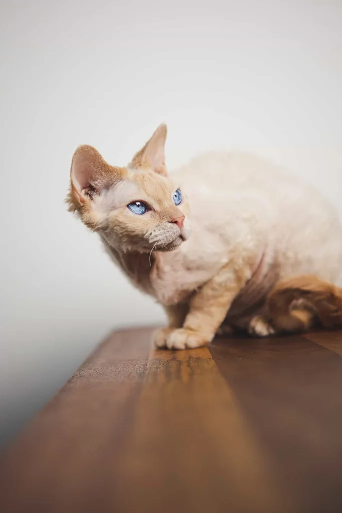 Caring, grooming, and exercise for Devon Rex cats|catplanning.com