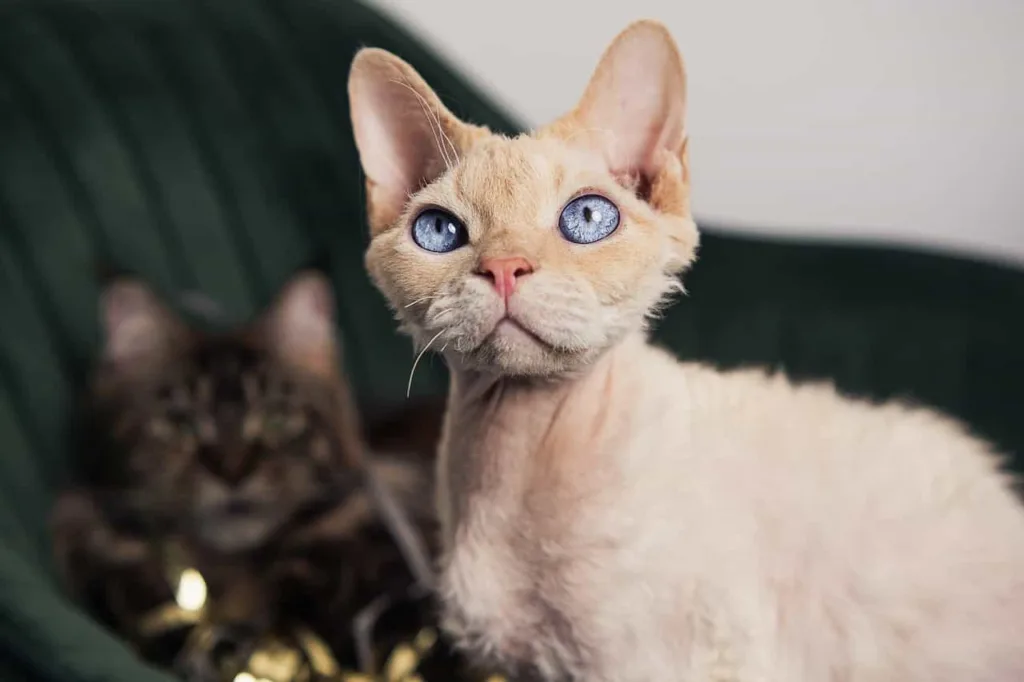 Origin of the Devon Rex breed|Catplanning.com