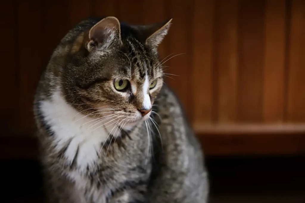 The appearance of European Shorthairs