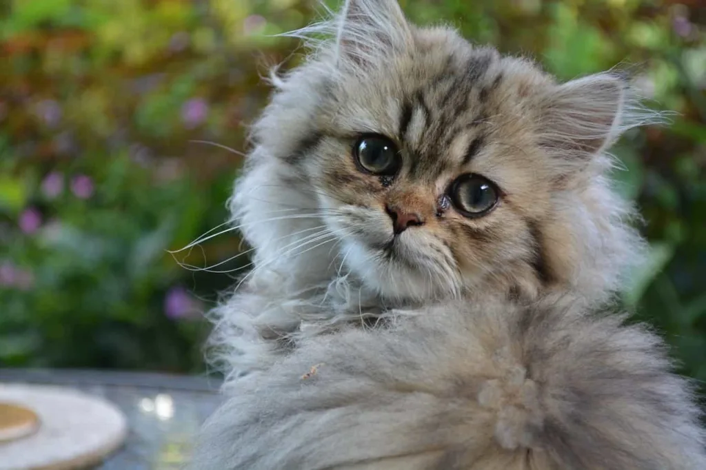 Health problems of Persian Cat