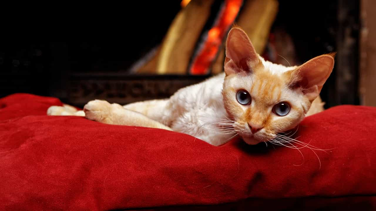 Breed specialty of Devon Rex|catplanning.com