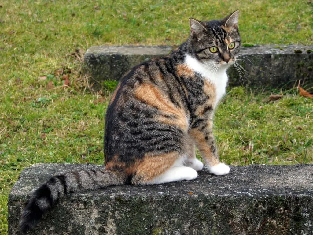 Origin of the European Shorthair cat breed