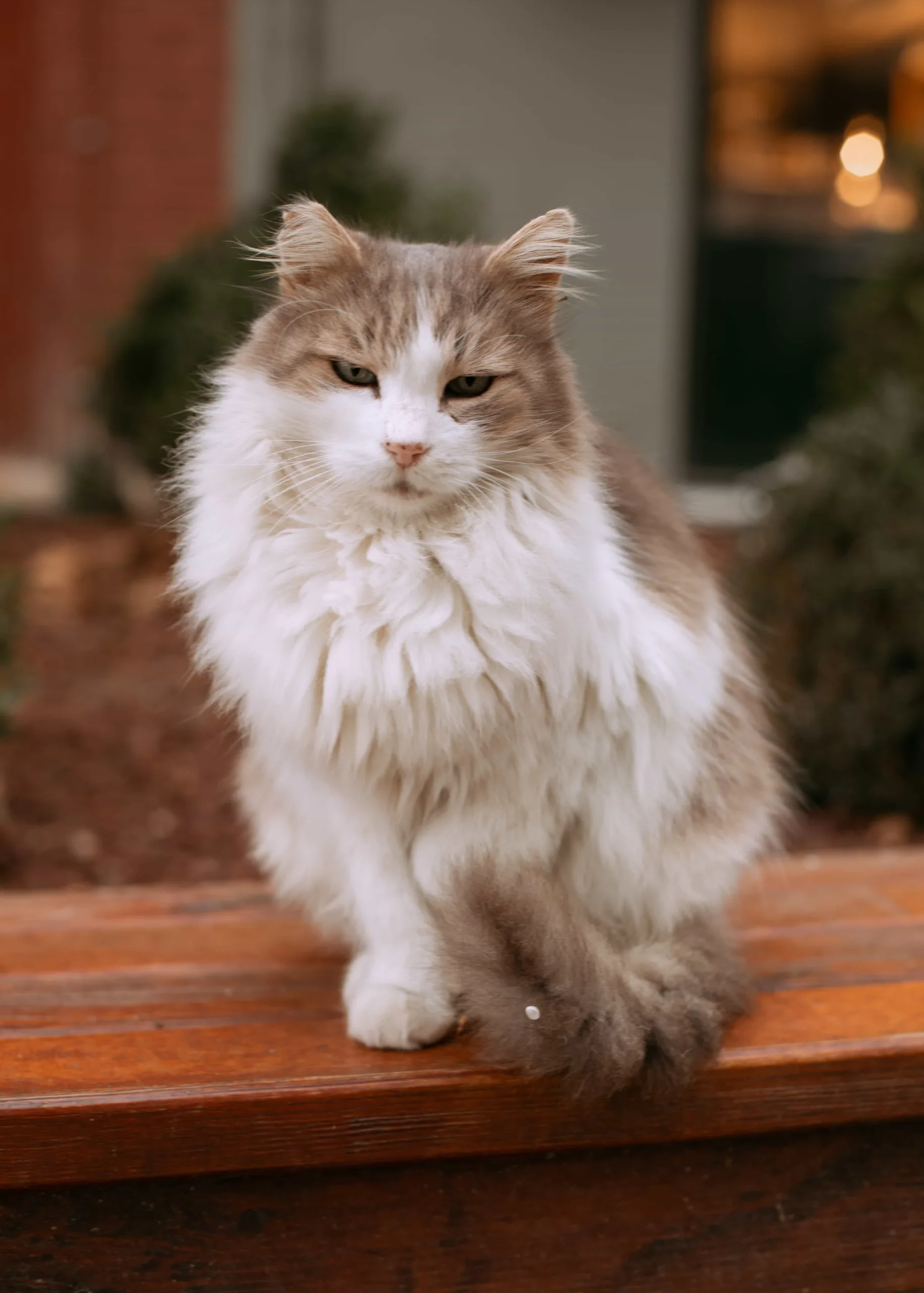 Origin of the Ragamuffin breed | Catplanning.com