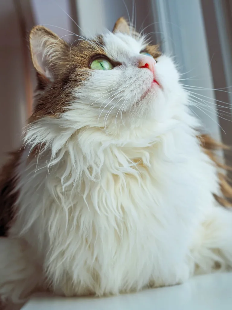 Breed Specialty of Ragamuffin cats|Catplanning.com