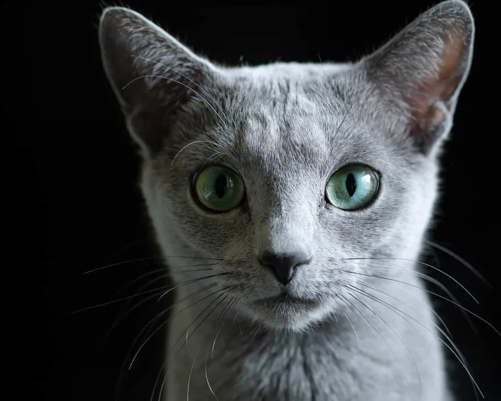 Appearance of Russian Blue